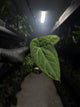 Anthurium 'magenta' x kunayalanse RA7 #MK9