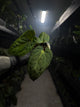 Anthurium 'magenta' x kunayalanse RA7 #MK9