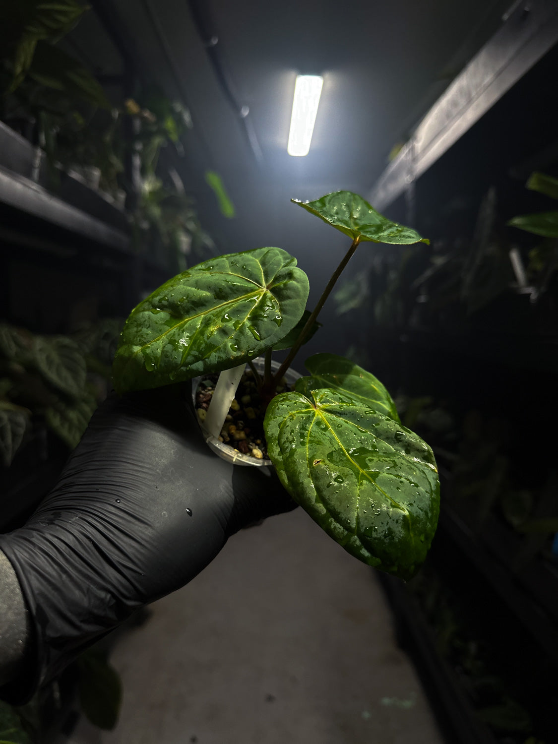 Anthurium 'magenta' x kunayalanse RA7 #MK10