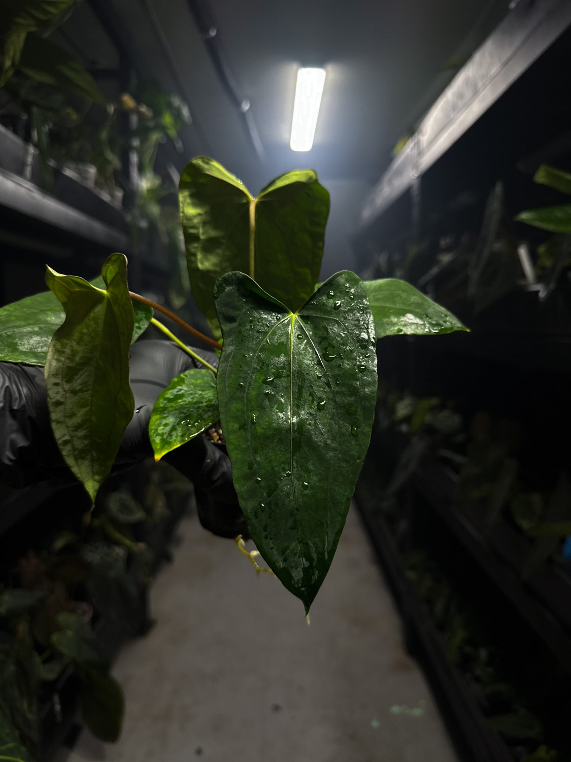 Anthurium papillilaminum x (pap x carlablackiae) – The Plant Plug