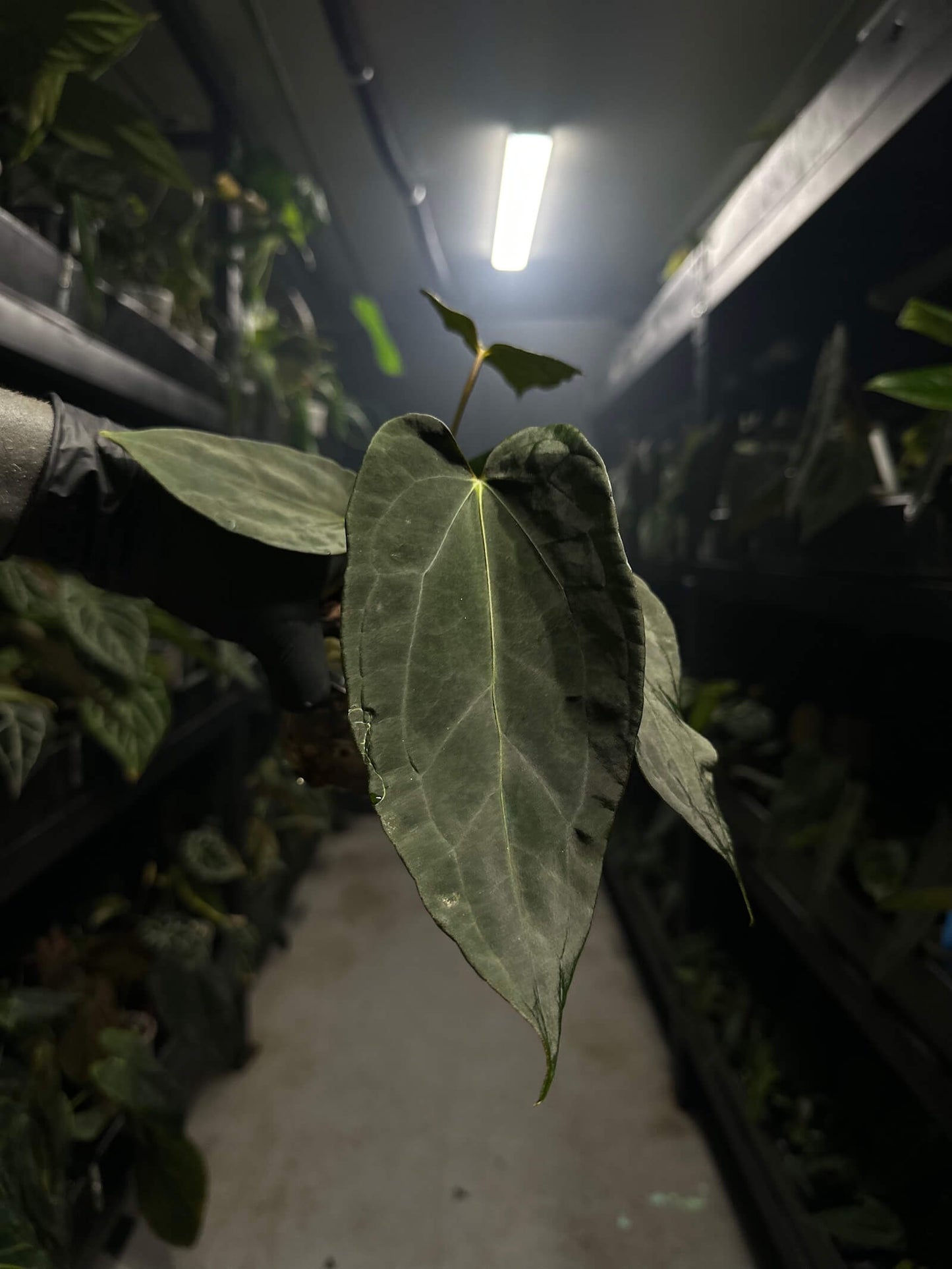 anthurium #freakypapi - (midnight velvet x sang) x papillilaminum *select*