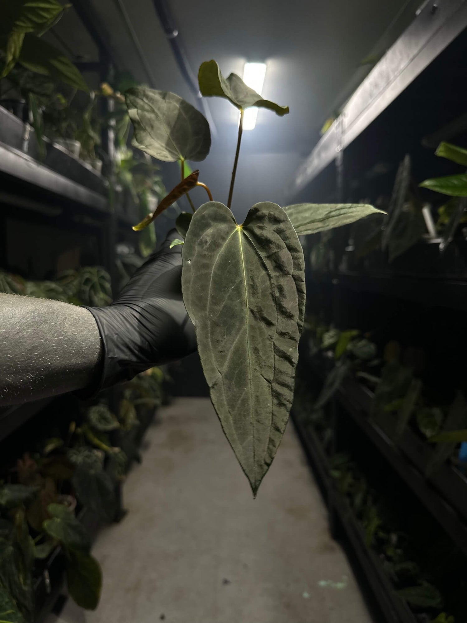 anthurium #freakypapi - (midnight velvet x sang) x papillilaminum *select*