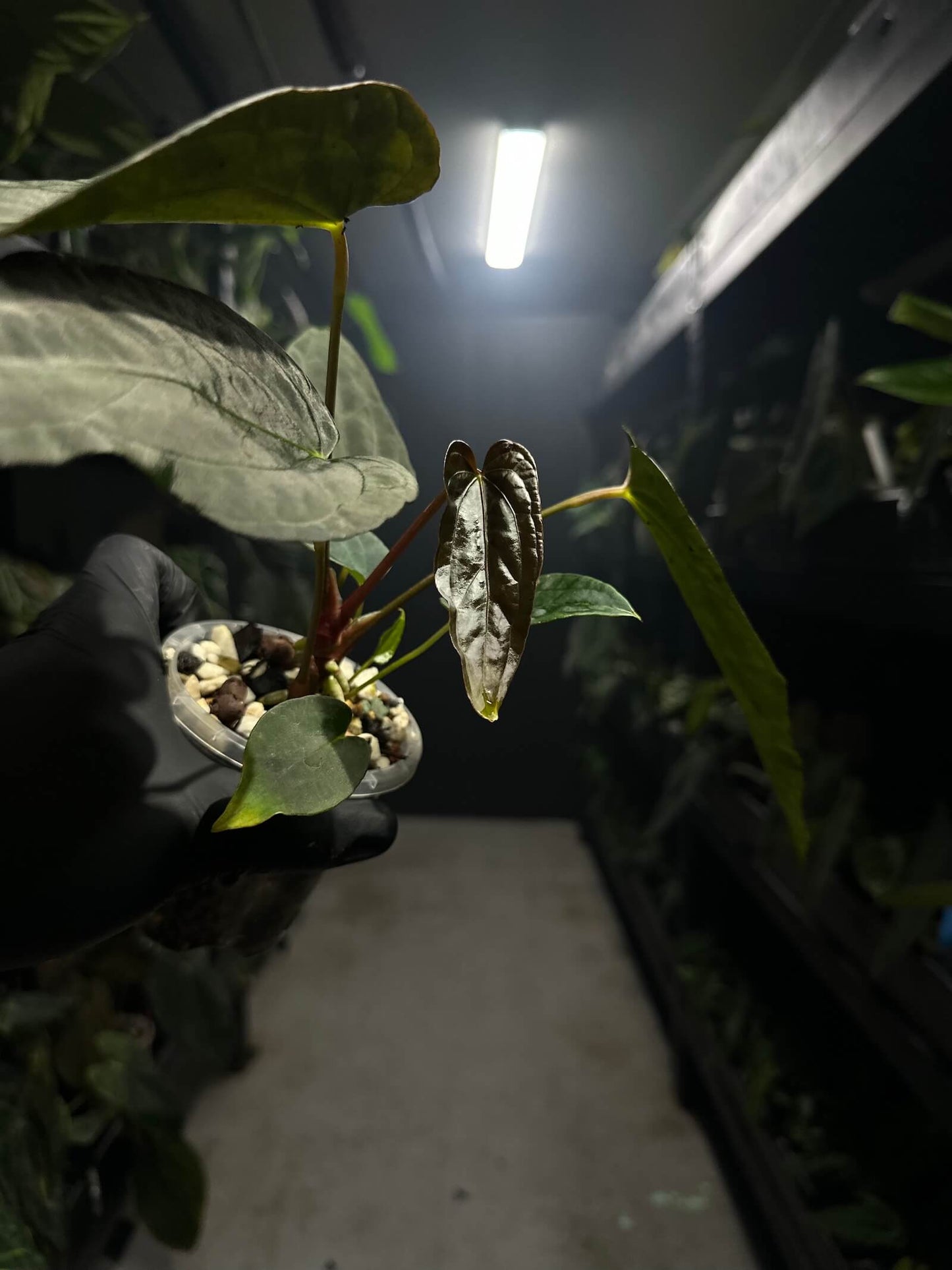 anthurium #freakypapi - (midnight velvet x sang) x papillilaminum *select*