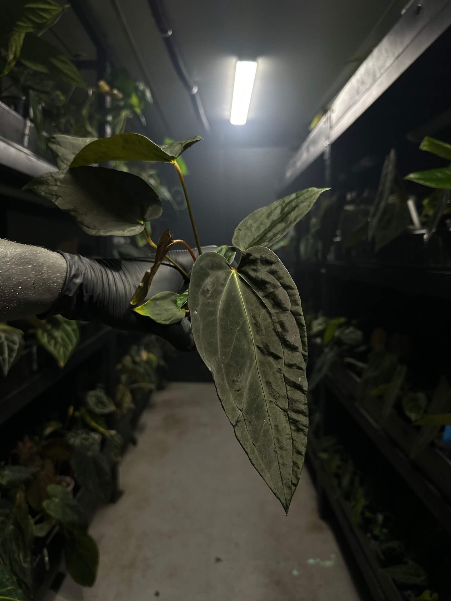 anthurium #freakypapi - (midnight velvet x sang) x papillilaminum *select*