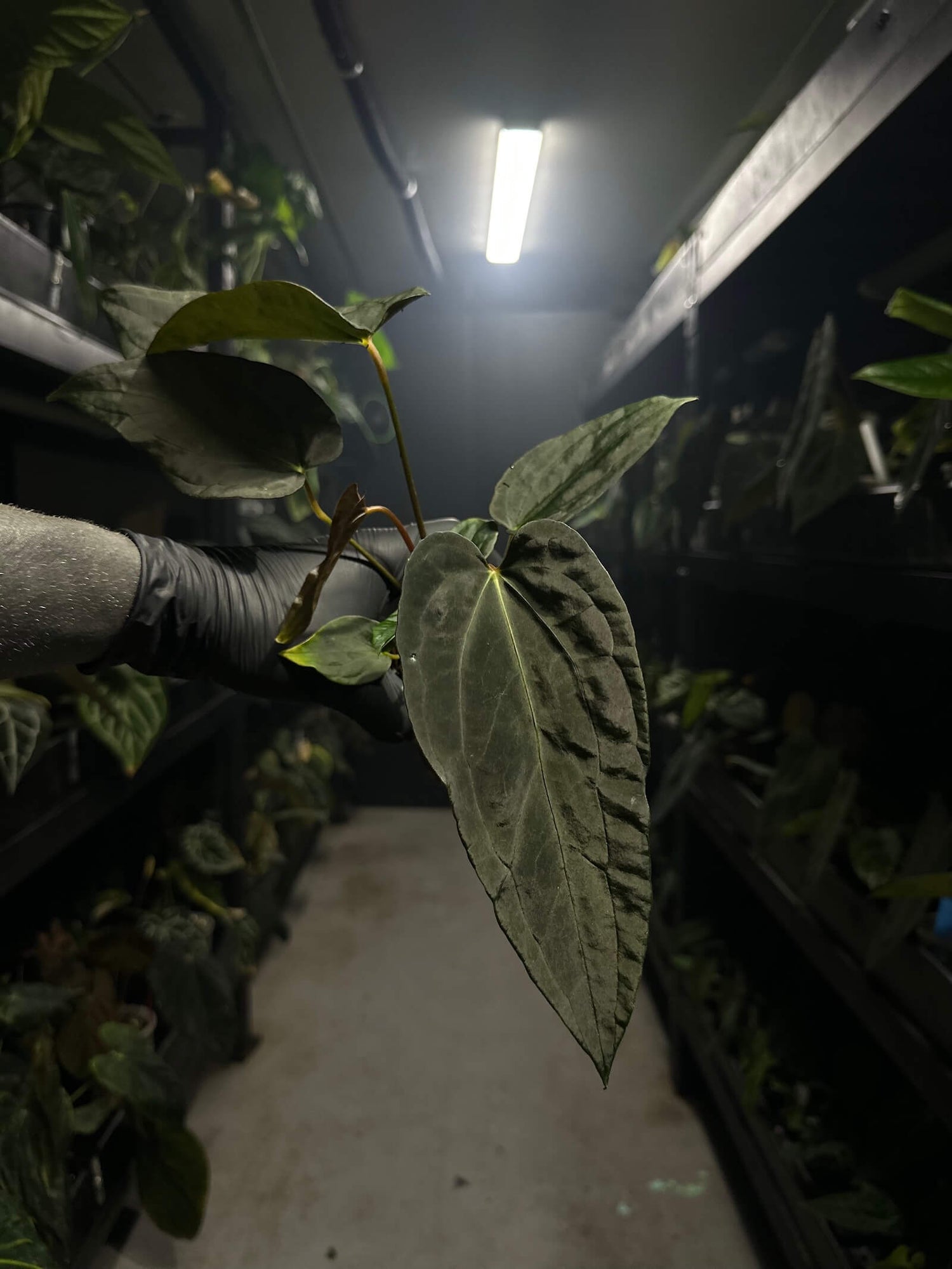 anthurium #freakypapi - (midnight velvet x sang) x papillilaminum *select*