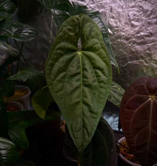 Anthurium 'Neva Guat'