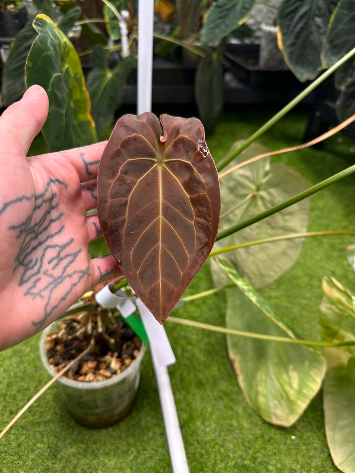 Anthurium forgetii hybrid variegated x NOID 'Jayda' • germinated seeds