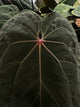Anthurium forgetii hybrid variegated x NOID 'Jayda' • germinated seeds