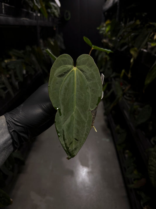 Anthurium #Beelzebub '3' • select holdback clone