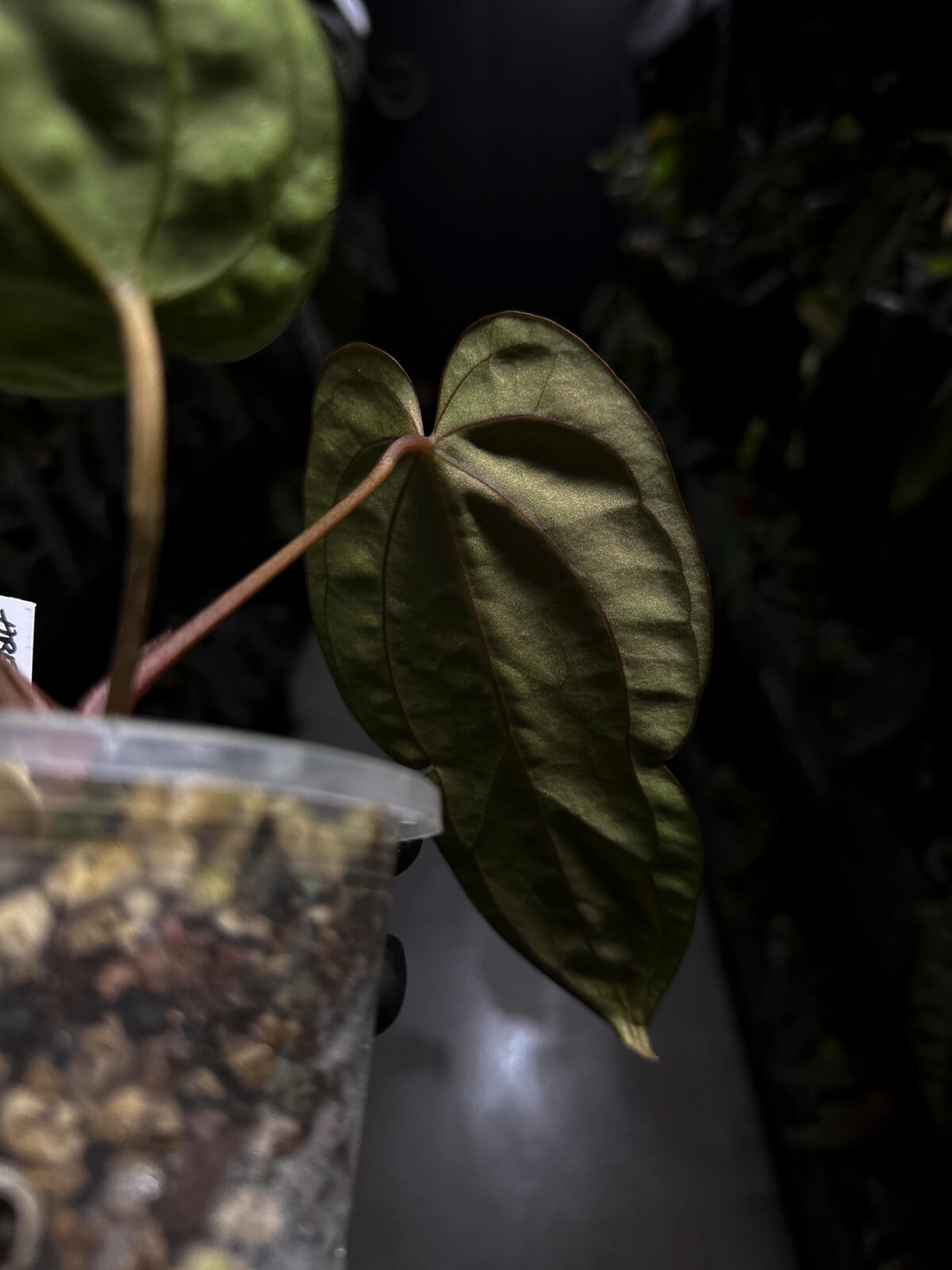 Anthurium #Beelzebub '3' • select holdback clone