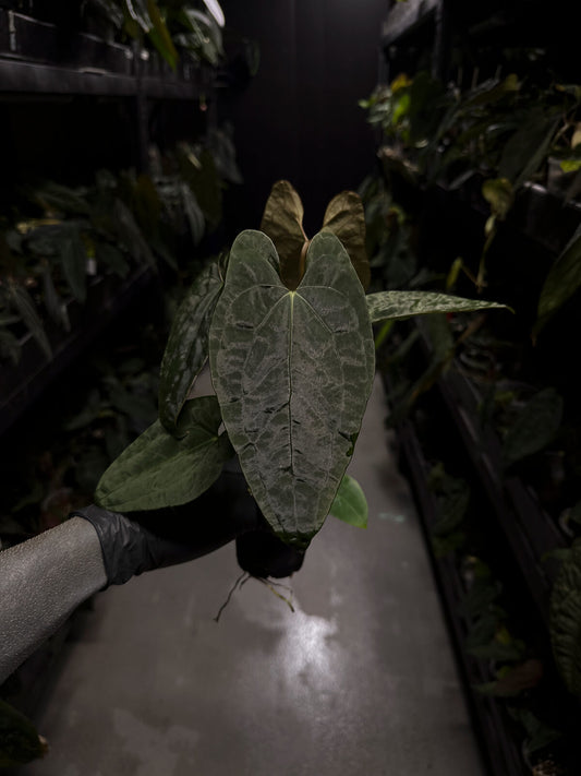 Anthurium #CherryNoir •  select seedling