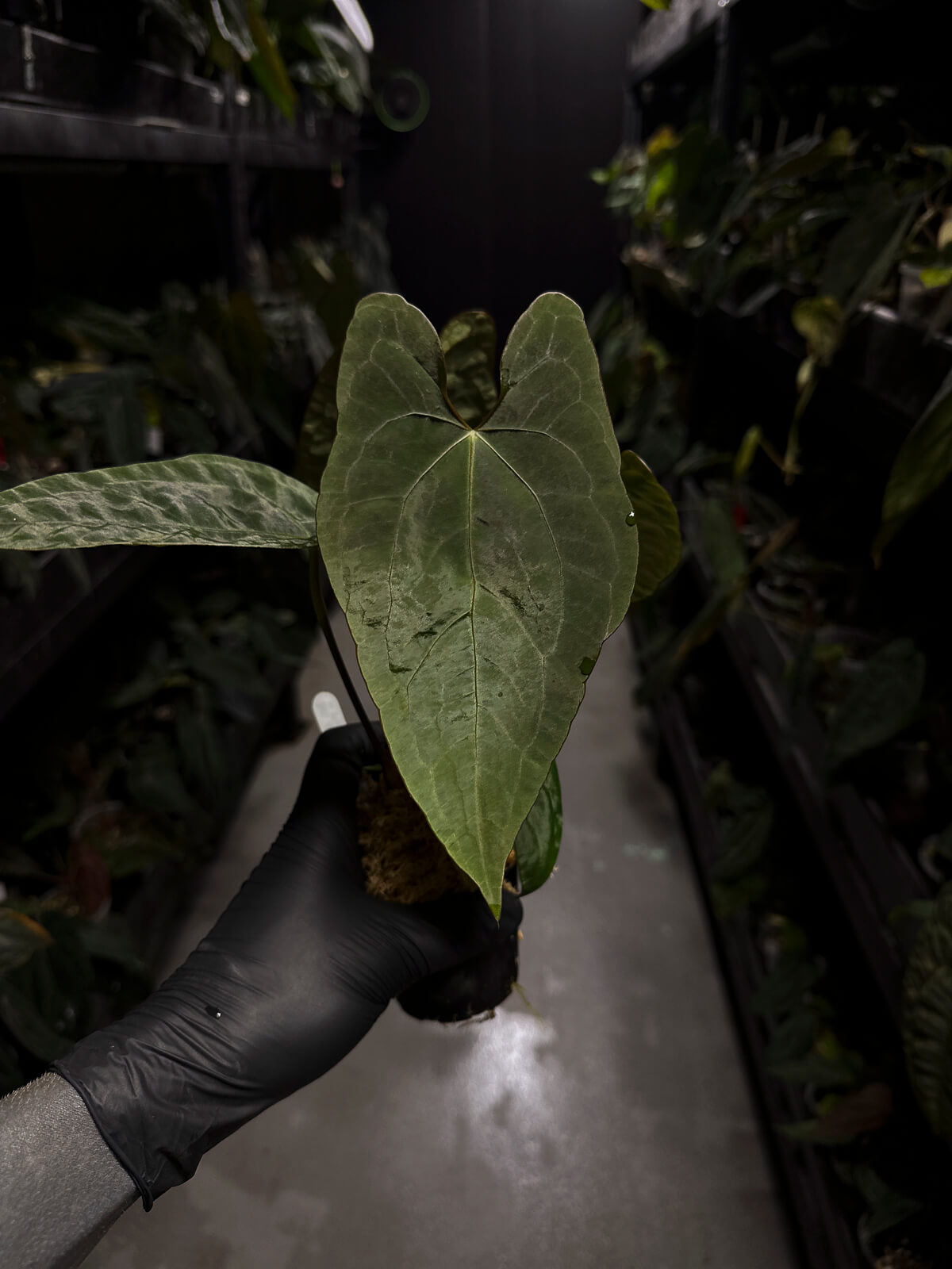 Anthurium #CherryNoir •  select seedling