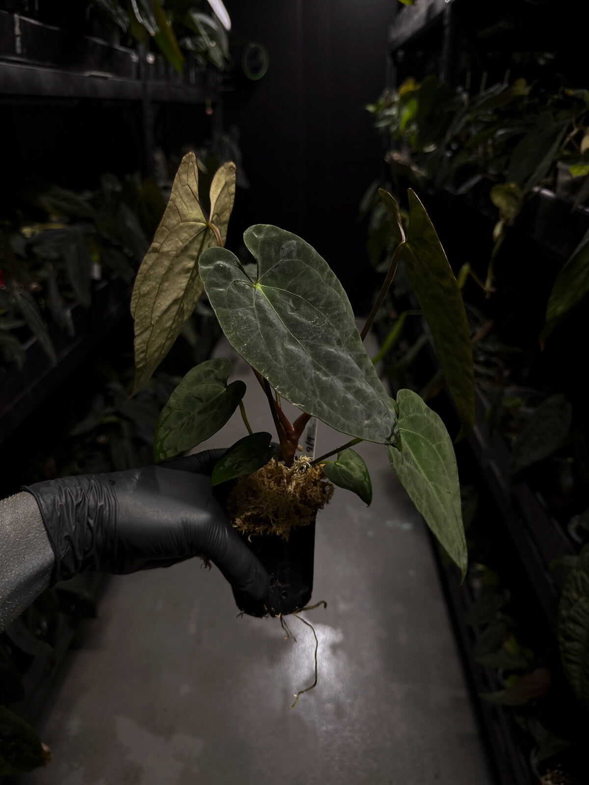 Anthurium #CherryNoir •  select seedling