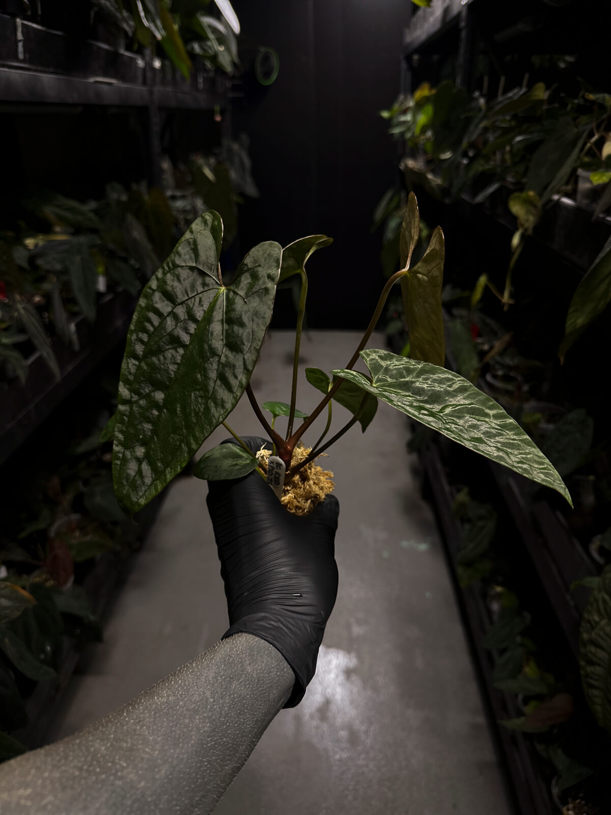 Anthurium #CherryNoir •  select seedling