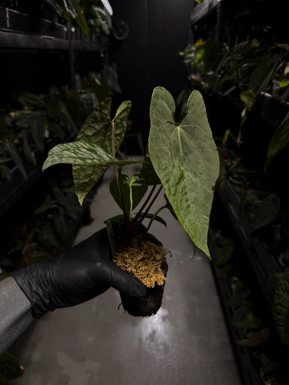 Anthurium #CherryNoir •  select seedling
