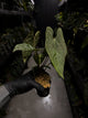 Anthurium #CherryNoir •  select seedling