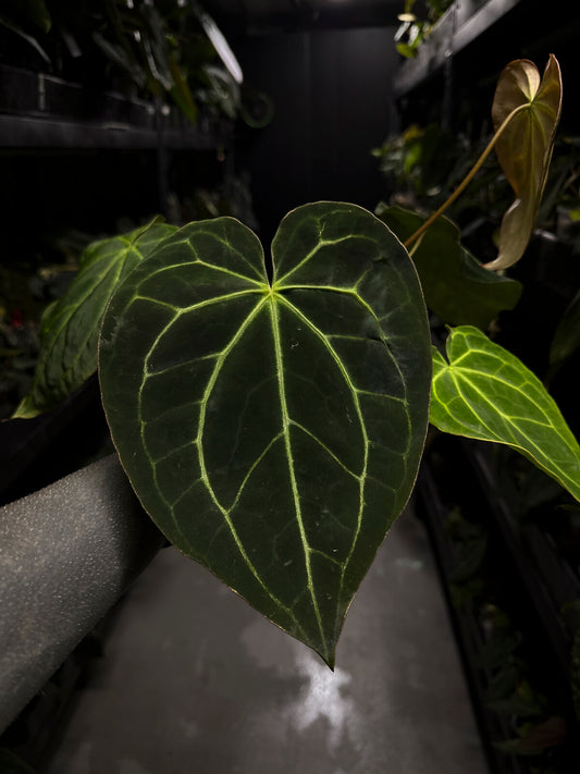 Anthurium ('Blackx' x 'Hoffx') x 'Heinz' s1