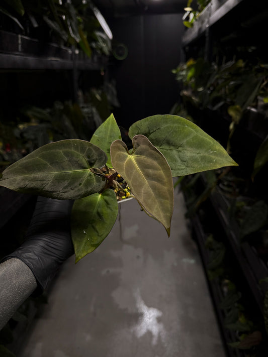 Anthurium 'Dark Mama' x (papilllilaminum x dressleri)