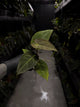 Anthurium 'Dark Mama' x (papilllilaminum x dressleri)