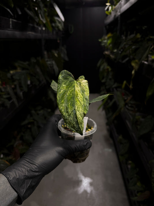 Anthurium #MiseryBusiness • tri-colour variegated 🦄✨