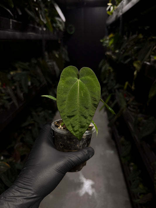 Anthurium forgetii x antolakii / BVEP • first release