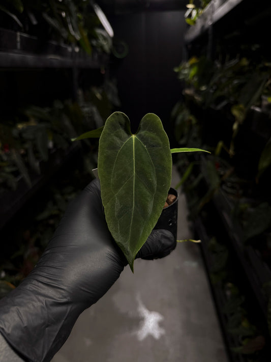 Anthurium papillilaminum FSRL x ((dress x carla) x BVEP)