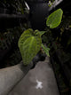 Anthurium #CherryNoir