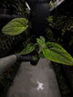Anthurium #CherryNoir