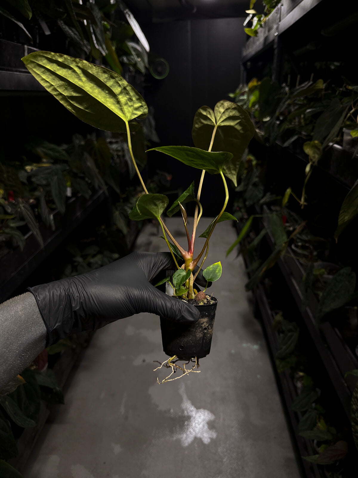 Anthurium #CherryNoir