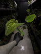 Anthurium #CherryNoir