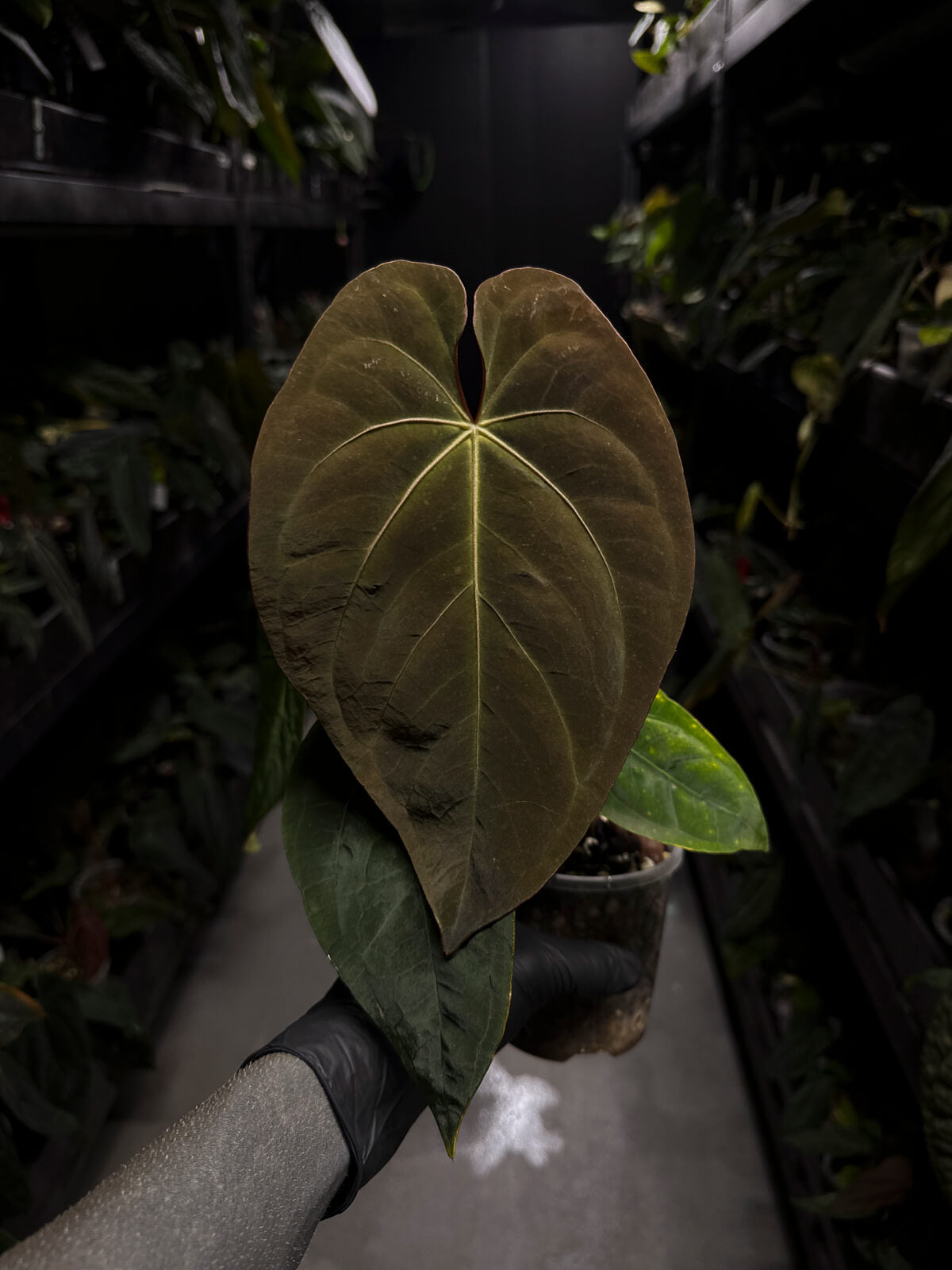 Anthurium #CherryWine • select plant