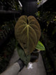 Anthurium #CherryWine • select plant