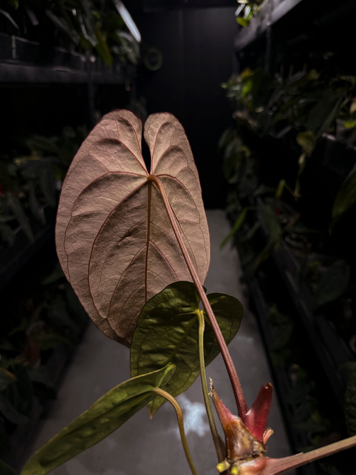 Anthurium #CherryWine • select plant