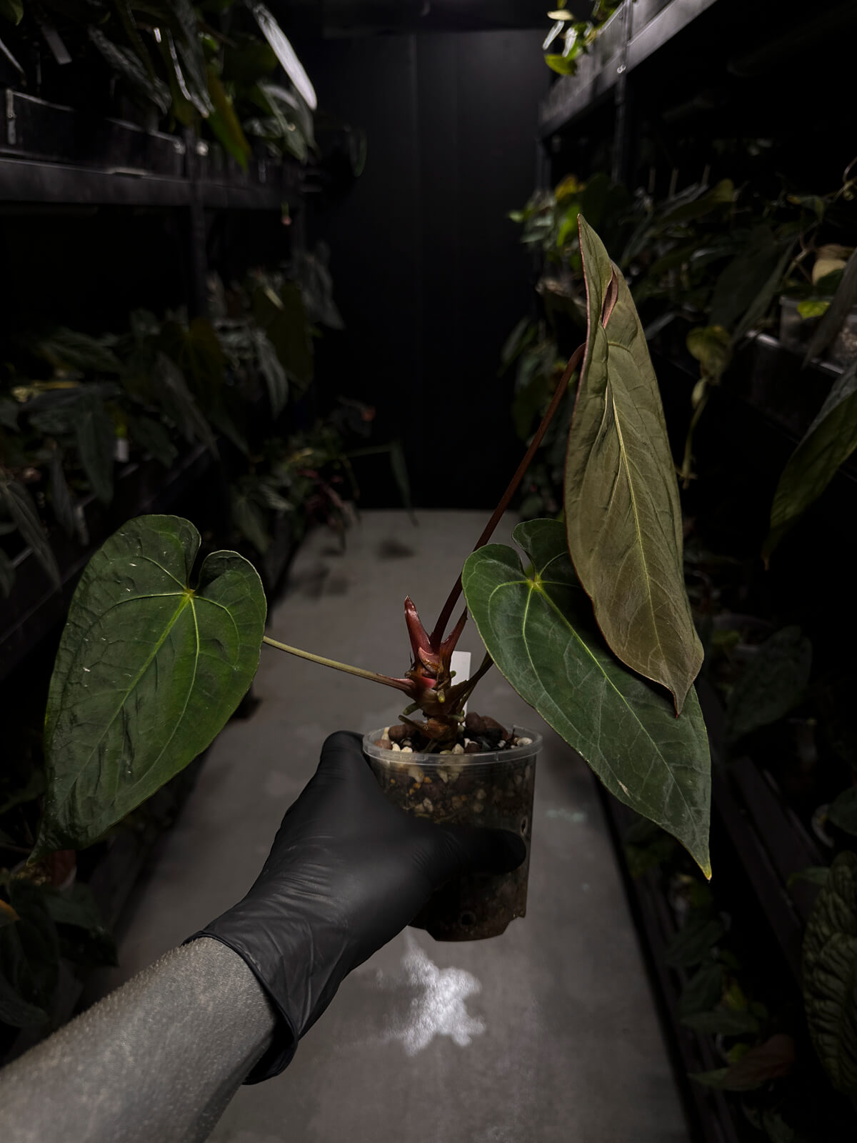 Anthurium #CherryWine • select plant