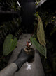 Anthurium #CherryWine • select plant