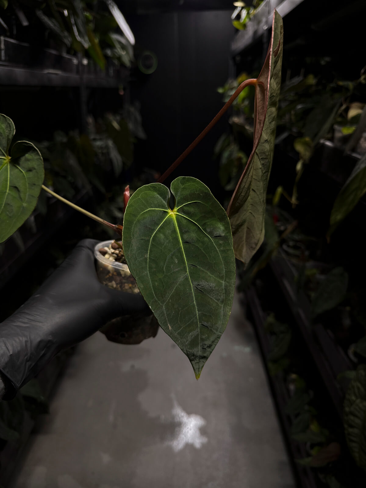 Anthurium #CherryWine • select plant
