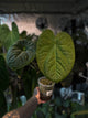 Anthurium forgetii x luxurians