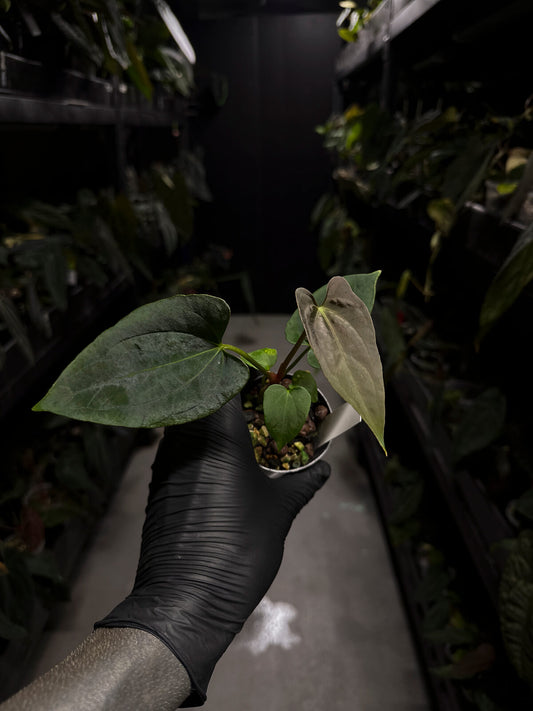 Anthurium papillilaminum FSRL x ((dress x carla) x BVEP)
