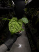 Anthurium magnificum hybrid