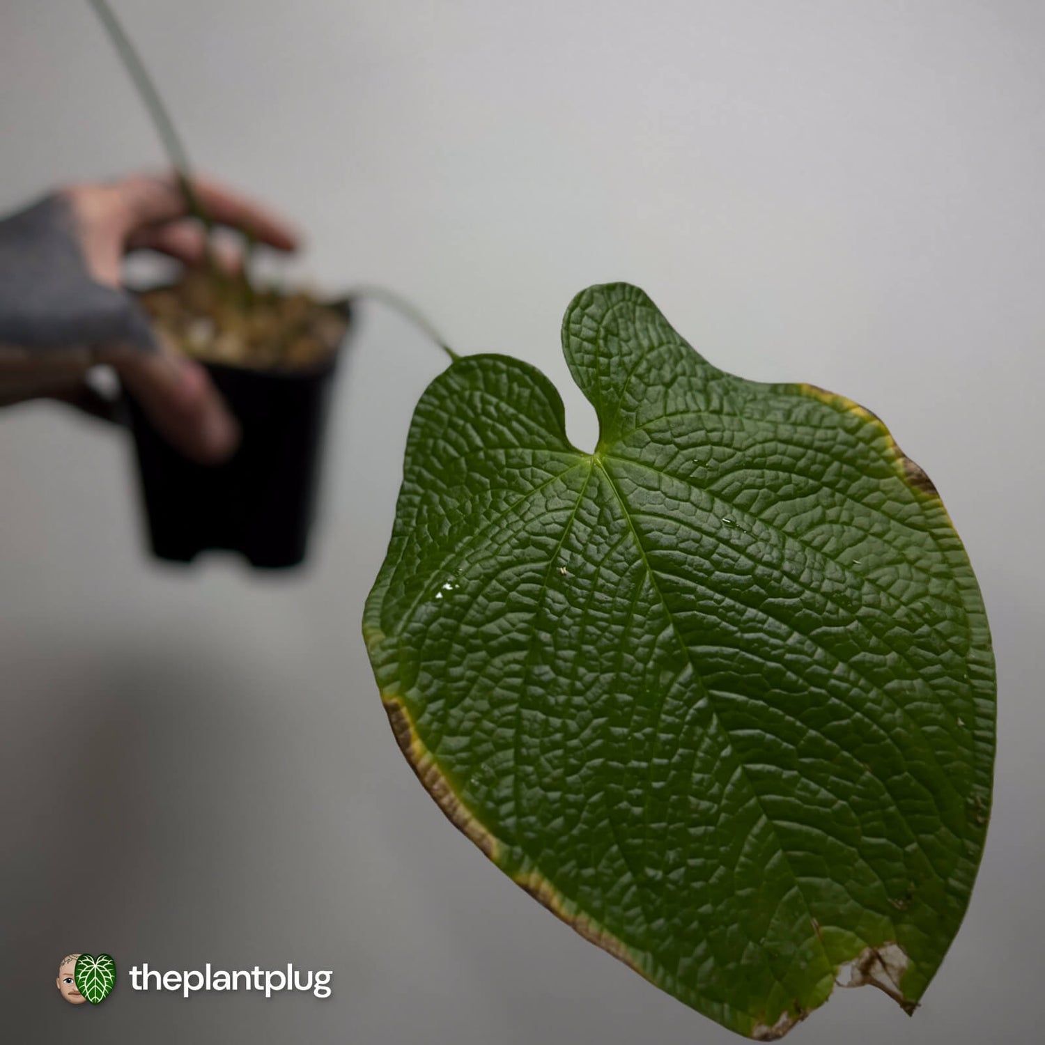 Anthurium rugulosum var. crinitum • rarely offered