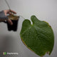 Anthurium rugulosum var. crinitum • rarely offered