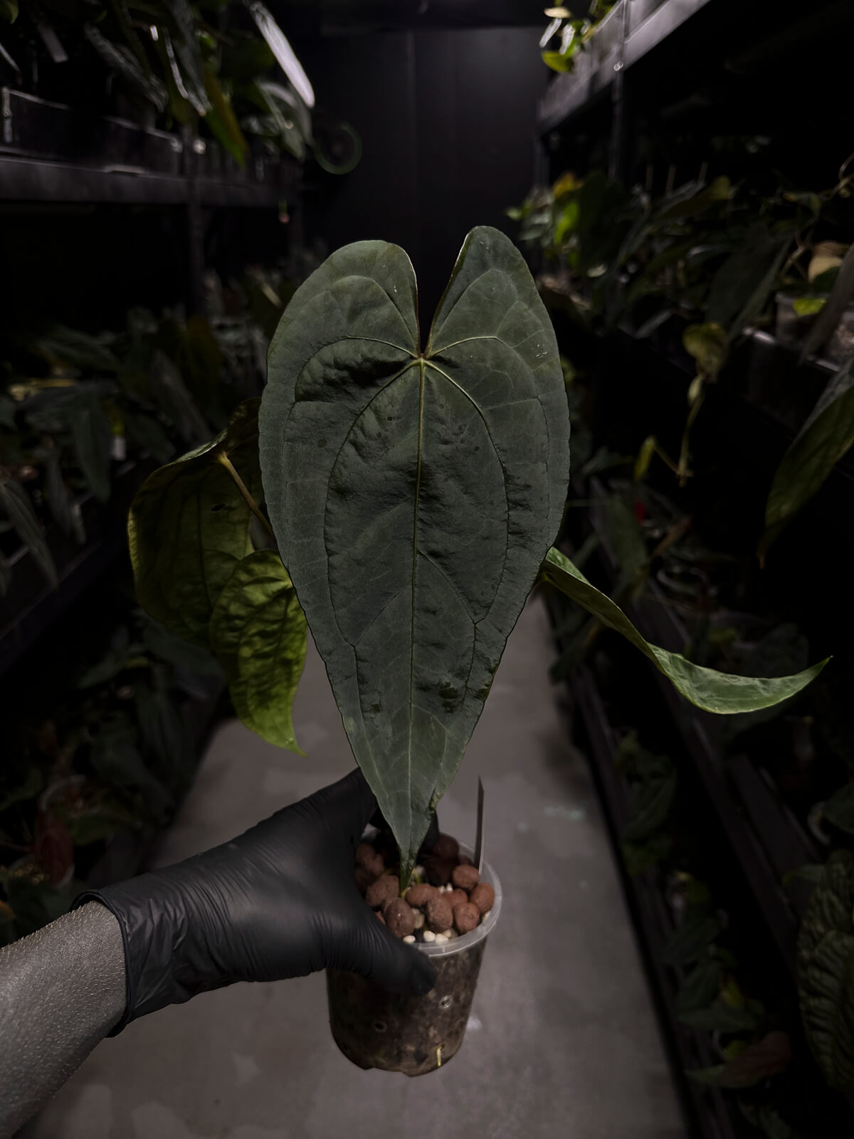 Anthurium #Moloch • Select Plant