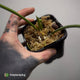 Anthurium rugulosum var. crinitum • rarely offered