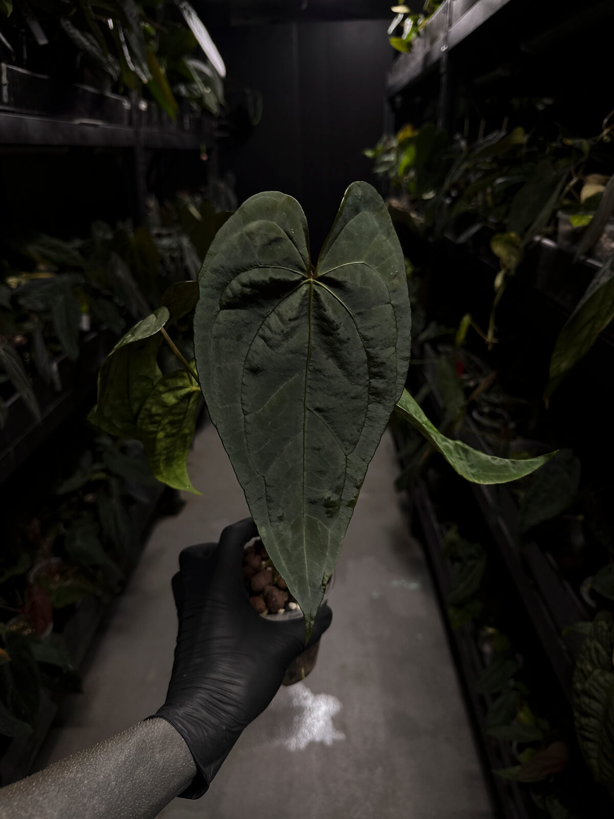 Anthurium #Moloch • Select Plant