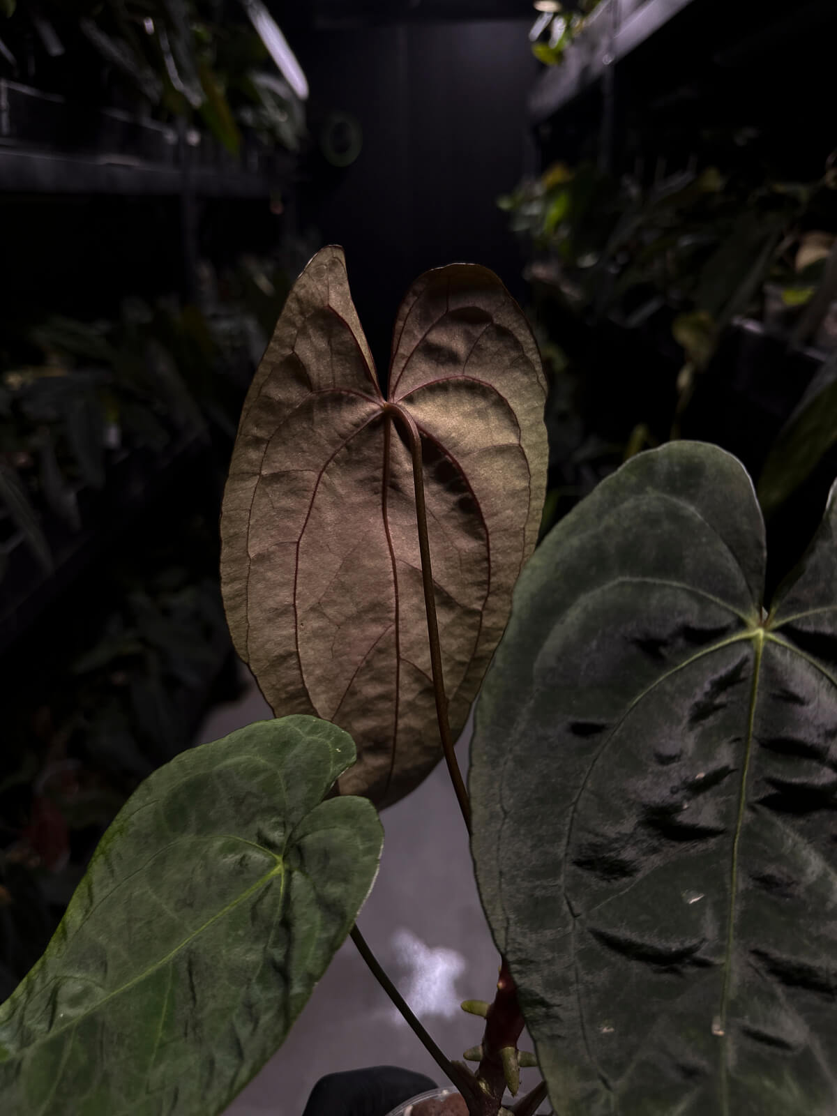 Anthurium #Moloch • Select Plant