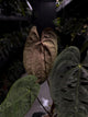 Anthurium #Moloch • Select Plant