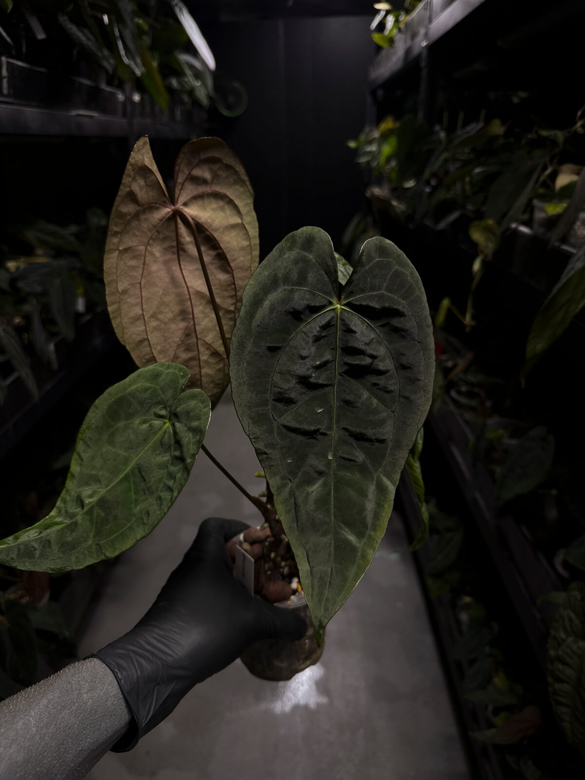 Anthurium #Moloch • Select Plant
