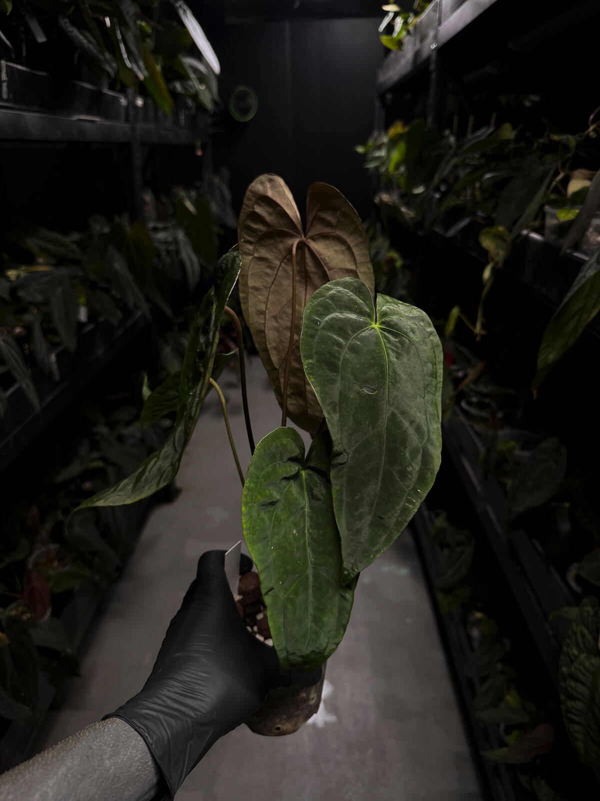 Anthurium #Moloch • Select Plant