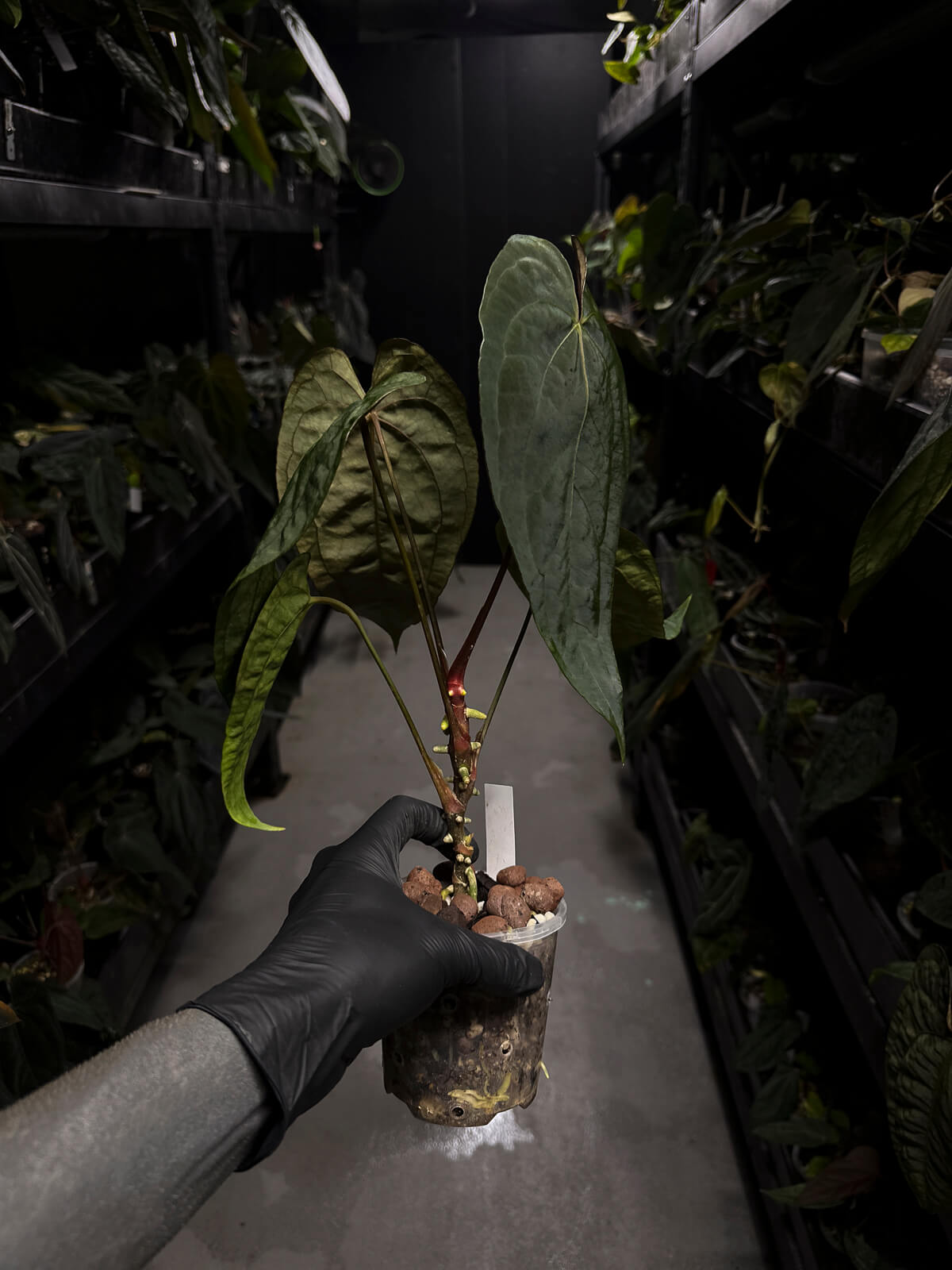 Anthurium #Moloch • Select Plant