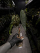 Anthurium #Moloch • Select Plant